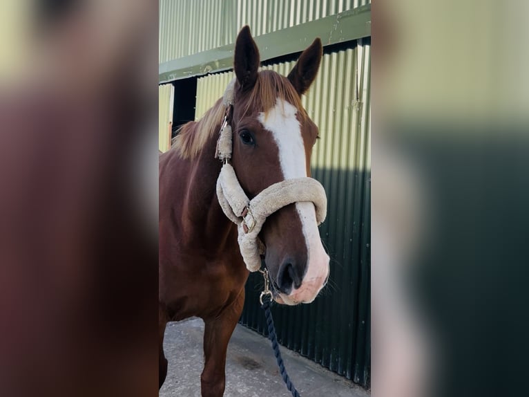 Irish Sport Horse Stute 6 Jahre 163 cm Dunkelfuchs in Sligo
