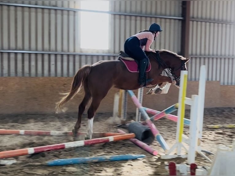 Irish Sport Horse Stute 6 Jahre 163 cm Dunkelfuchs in Sligo