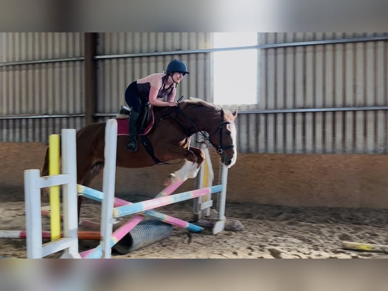 Irish Sport Horse Stute 6 Jahre 163 cm Dunkelfuchs in Sligo