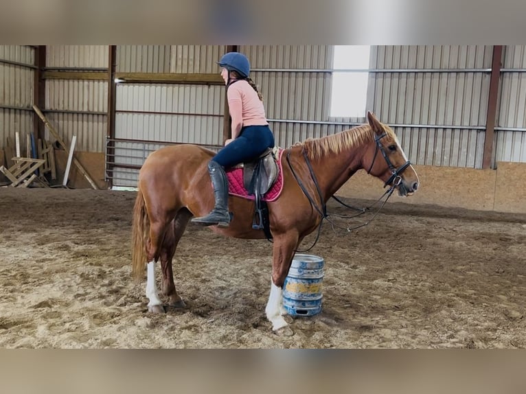 Irish Sport Horse Stute 6 Jahre 163 cm Dunkelfuchs in Sligo