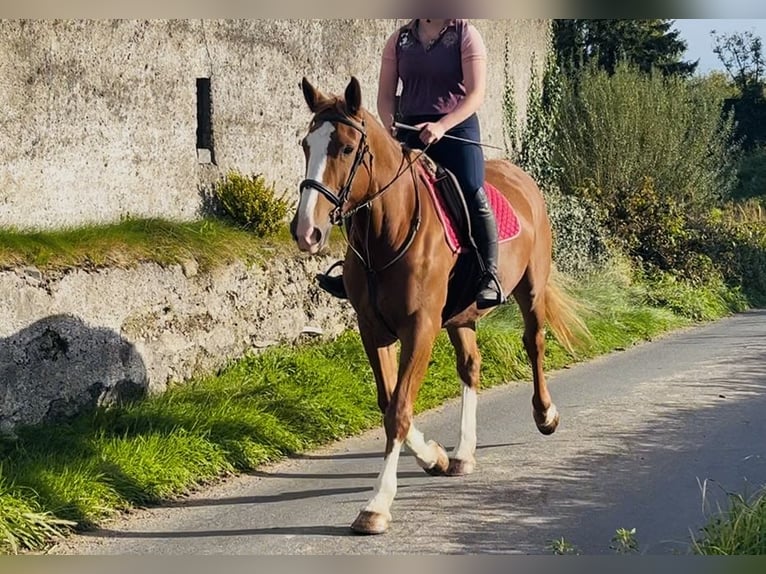 Irish Sport Horse Stute 6 Jahre 163 cm Dunkelfuchs in Sligo