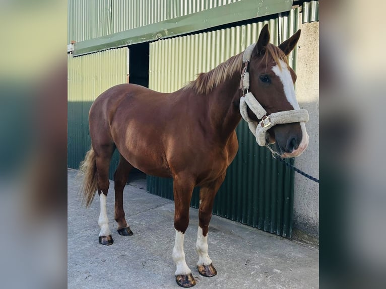 Irish Sport Horse Stute 6 Jahre 163 cm Dunkelfuchs in Sligo