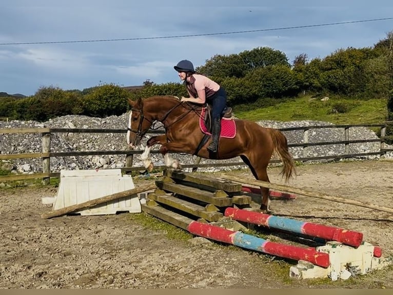 Irish Sport Horse Stute 6 Jahre 163 cm Dunkelfuchs in Sligo