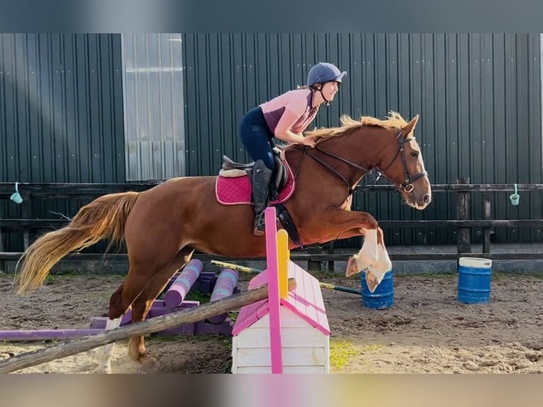 Irish Sport Horse Stute 6 Jahre 163 cm Dunkelfuchs in Sligo