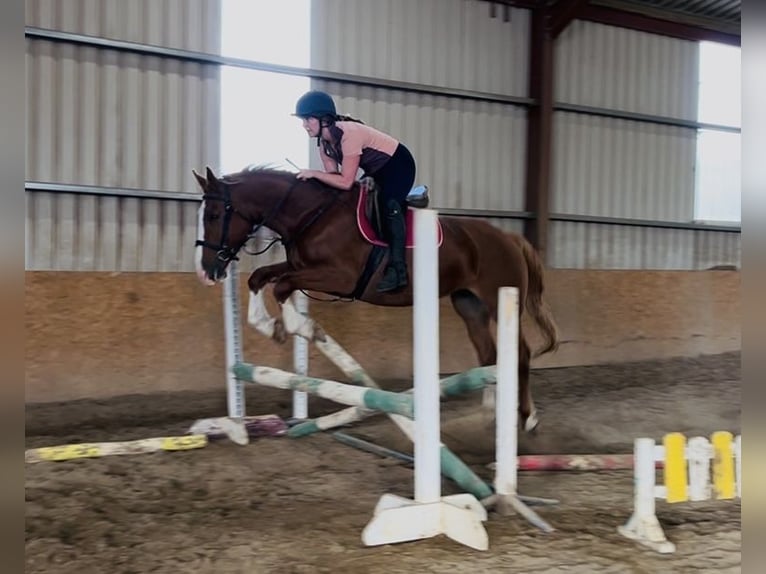 Irish Sport Horse Stute 6 Jahre 163 cm Dunkelfuchs in Sligo