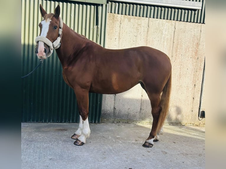 Irish Sport Horse Stute 6 Jahre 163 cm Dunkelfuchs in Sligo