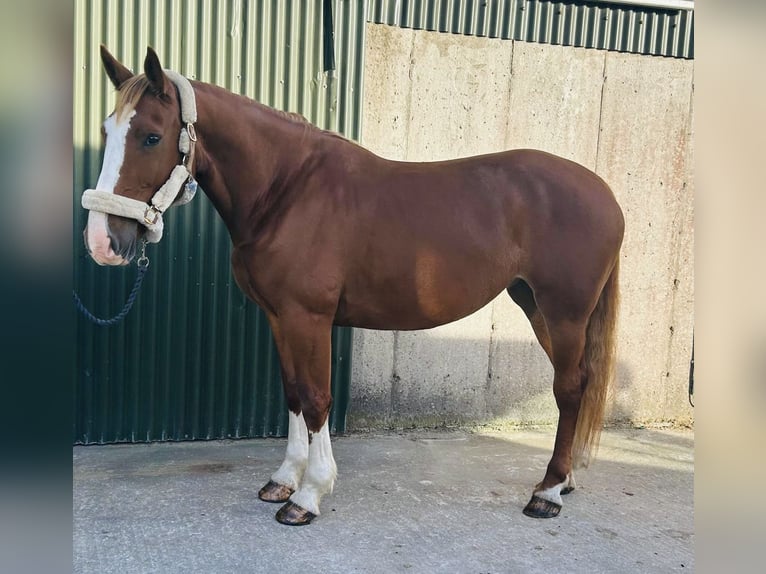 Irish Sport Horse Stute 6 Jahre 163 cm Dunkelfuchs in Sligo