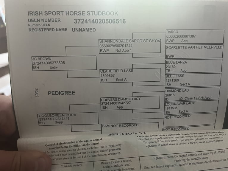 Irish Sport Horse Stute 6 Jahre 163 cm Dunkelfuchs in Sligo