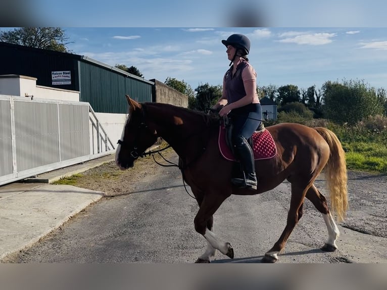 Irish Sport Horse Stute 6 Jahre 163 cm Dunkelfuchs in Sligo