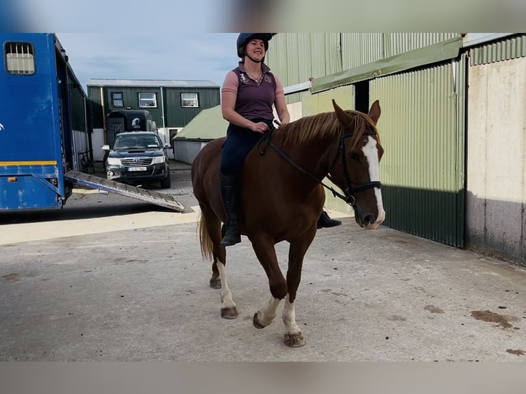 Irish Sport Horse Stute 6 Jahre 163 cm Dunkelfuchs in Sligo