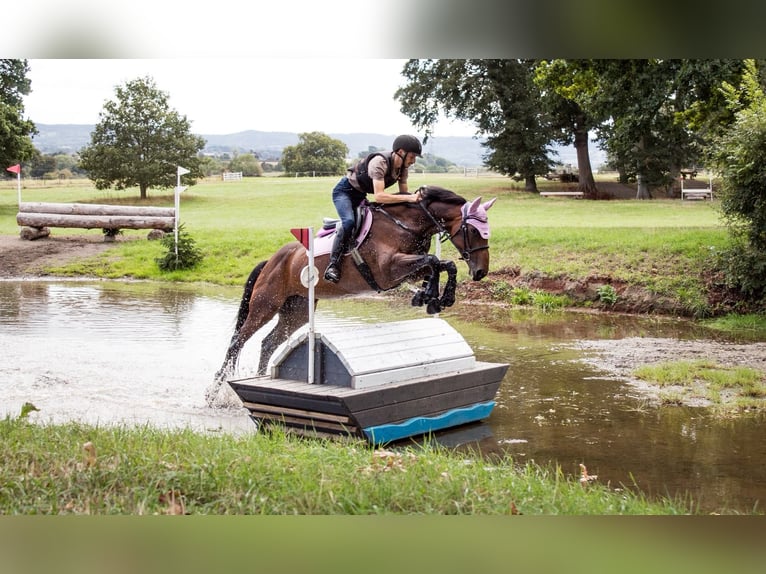 Irish Sport Horse Stute 6 Jahre 163 cm Rotbrauner in London
