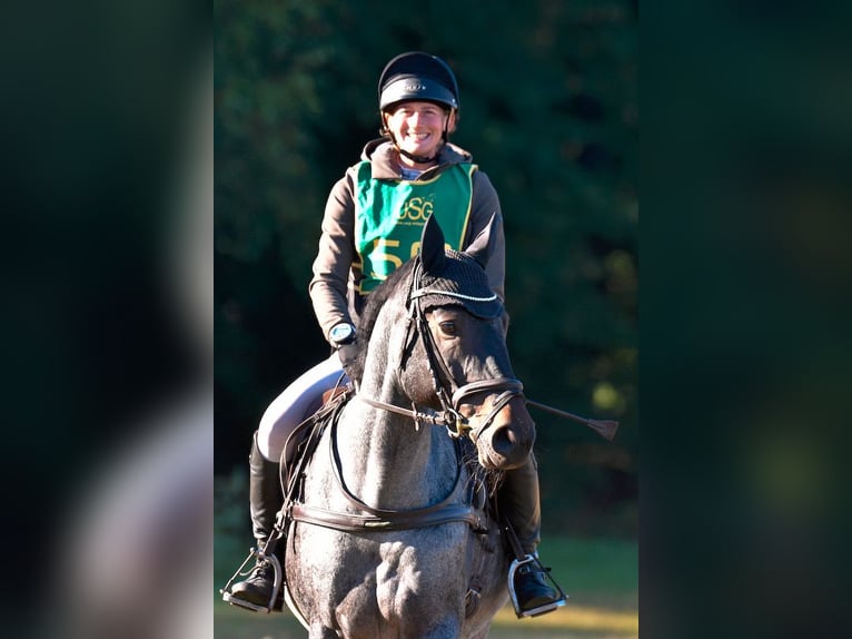 Irish Sport Horse Stute 6 Jahre 163 cm in Westergellersen