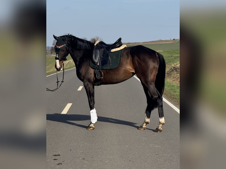 Irish Sport Horse Stute 6 Jahre 164 cm Brauner in Wülperode