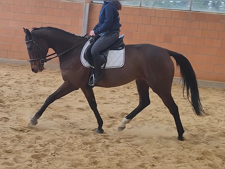 Irish Sport Horse Stute 6 Jahre 164 cm Brauner in Lage