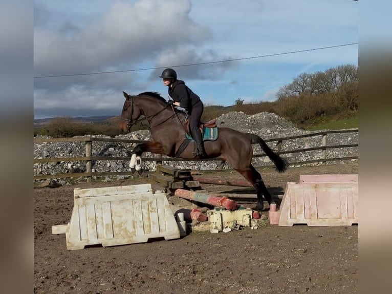 Irish Sport Horse Stute 6 Jahre 164 cm Rotbrauner in Sligo