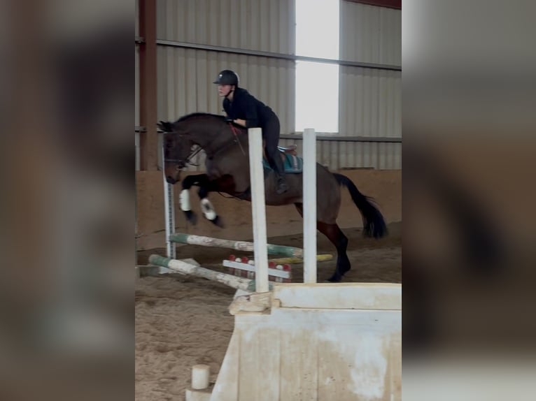 Irish Sport Horse Stute 6 Jahre 164 cm Rotbrauner in Sligo