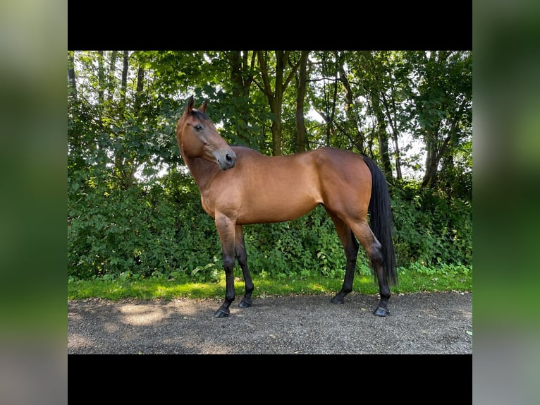 Irish Sport Horse Stute 6 Jahre 165 cm Brauner in Almelo