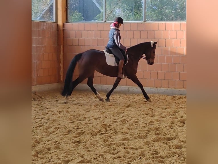 Irish Sport Horse Stute 6 Jahre 165 cm Brauner in Vossheide