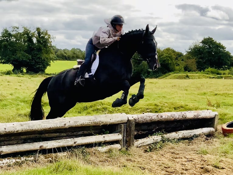 Irish Sport Horse Stute 6 Jahre 165 cm Rappe in Mountrath