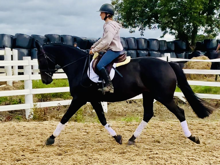 Irish Sport Horse Stute 6 Jahre 165 cm Rappe in Mountrath