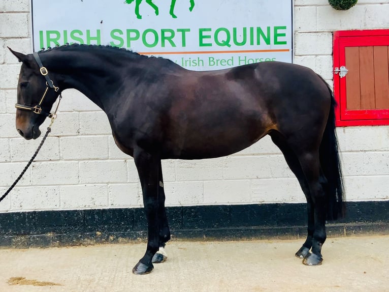 Irish Sport Horse Stute 6 Jahre 165 cm Rappe in Mountrath
