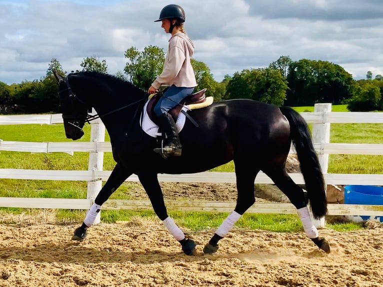 Irish Sport Horse Stute 6 Jahre 165 cm Rappe in Mountrath