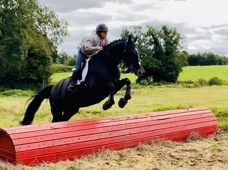 Irish Sport Horse Stute 6 Jahre 165 cm Rappe in Mountrath