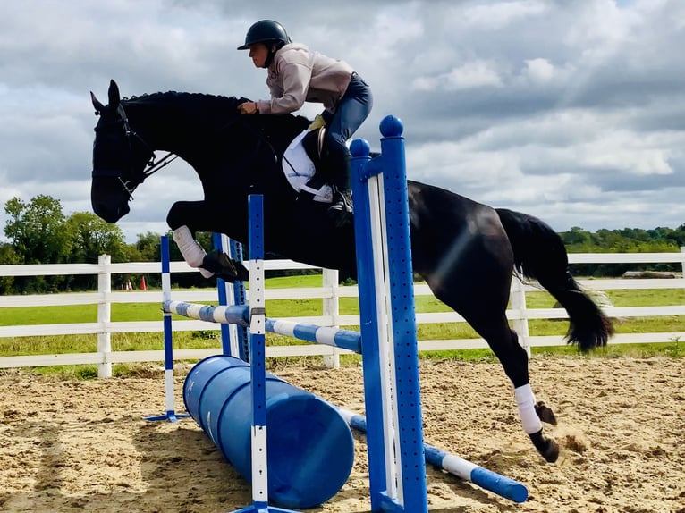 Irish Sport Horse Stute 6 Jahre 165 cm Rappe in Mountrath