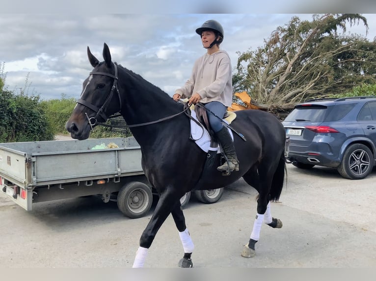 Irish Sport Horse Stute 6 Jahre 165 cm Rappe in Mountrath