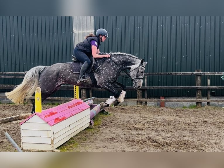 Irish Sport Horse Stute 6 Jahre 166 cm Apfelschimmel in Sligo