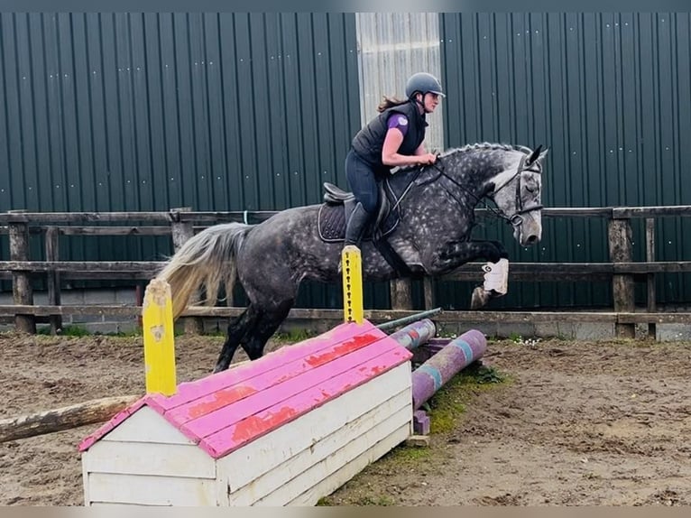 Irish Sport Horse Stute 6 Jahre 166 cm Apfelschimmel in Sligo