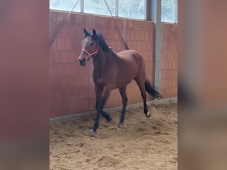 Irish Sport Horse Stute 6 Jahre 166 cm in Lage