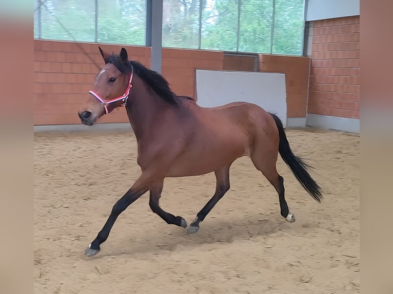 Irish Sport Horse Stute 6 Jahre 166 cm in Lage