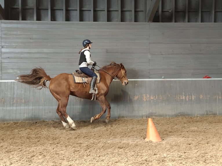 Irish Sport Horse Stute 6 Jahre 167 cm Rotfuchs in Maarkedal