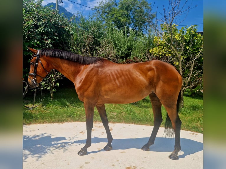 Irish Sport Horse Stute 6 Jahre 168 cm Brauner in Gummern