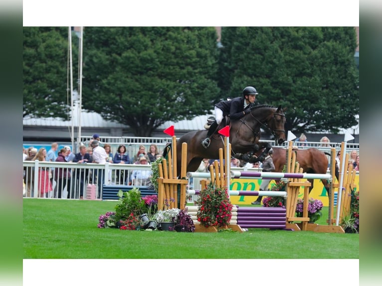 Irish Sport Horse Stute 6 Jahre 168 cm Brauner in Coolrain