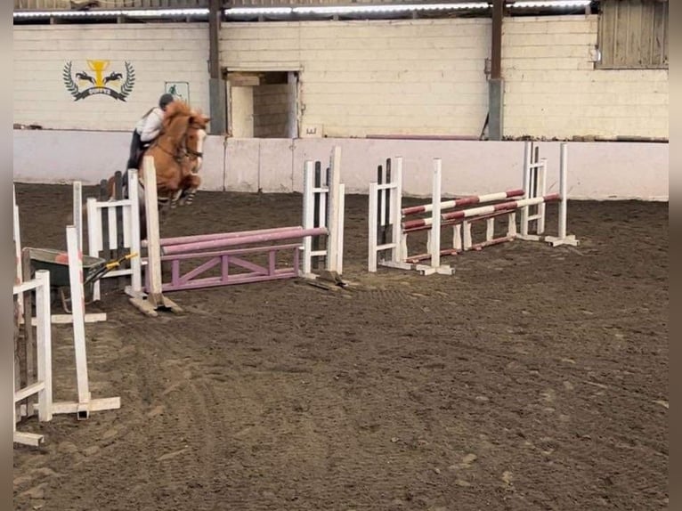 Irish Sport Horse Stute 6 Jahre 168 cm Dunkelfuchs in Galway
