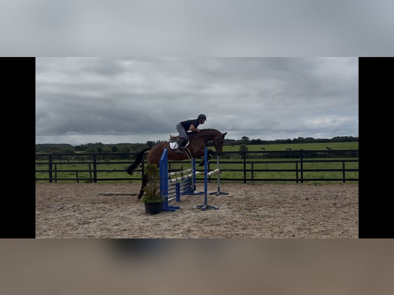 Irish Sport Horse Stute 6 Jahre 168 cm Rotbrauner in Sligo