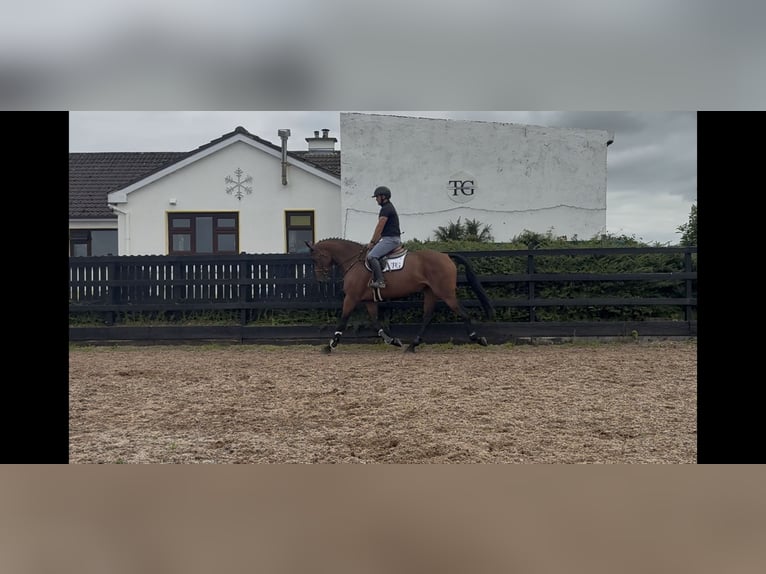 Irish Sport Horse Stute 6 Jahre 168 cm Rotbrauner in Sligo