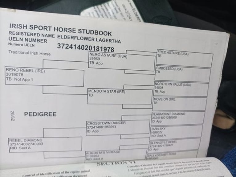 Irish Sport Horse Stute 6 Jahre 168 cm Rotbrauner in Dublin