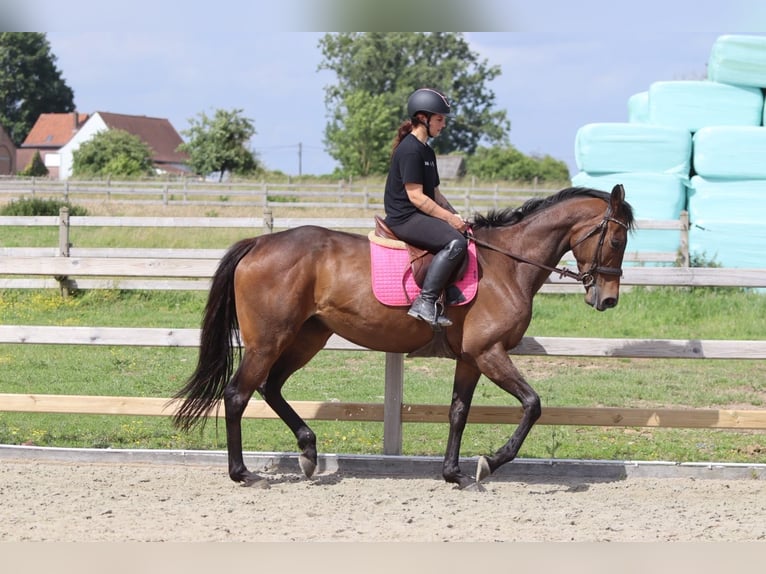 Irish Sport Horse Stute 6 Jahre 170 cm Brauner in Pepingen