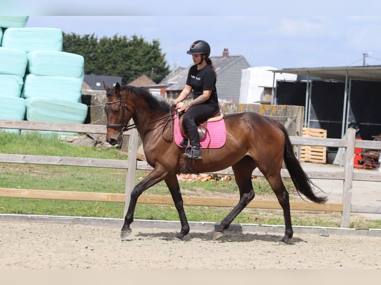 Irish Sport Horse Stute 6 Jahre 170 cm Brauner in Pepingen