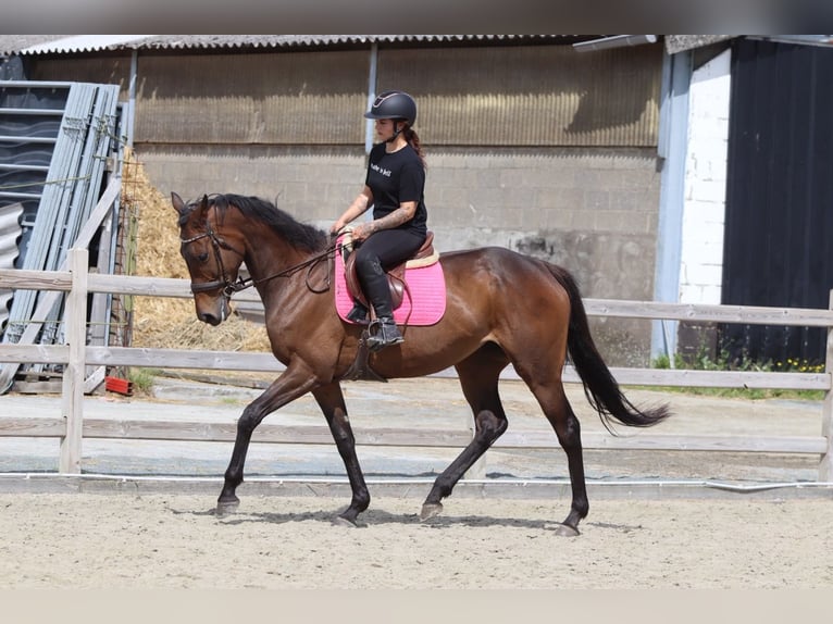 Irish Sport Horse Stute 6 Jahre 170 cm Brauner in Pepingen