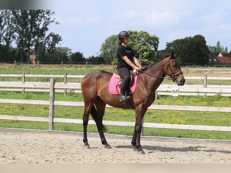 Irish Sport Horse Stute 6 Jahre 170 cm Brauner in Pepingen