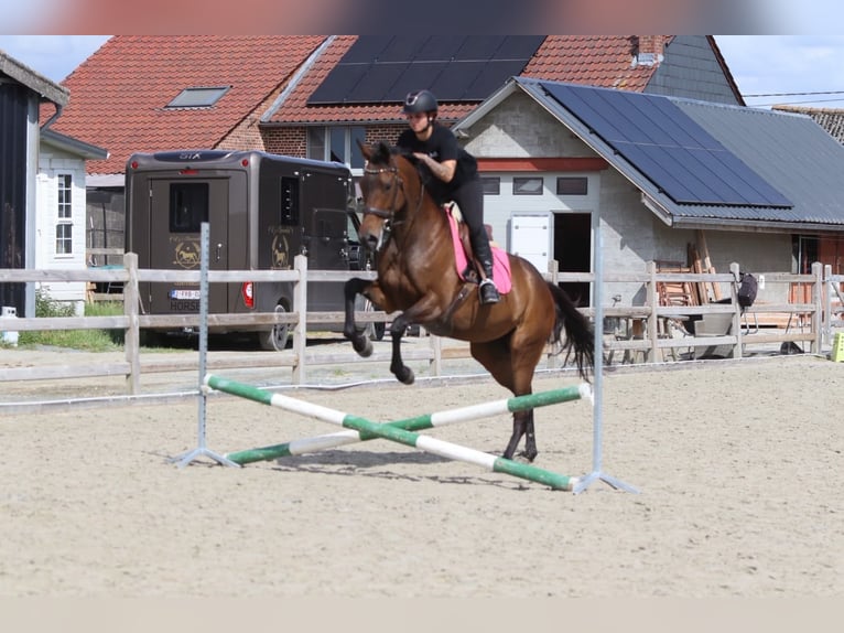 Irish Sport Horse Stute 6 Jahre 170 cm Brauner in Pepingen