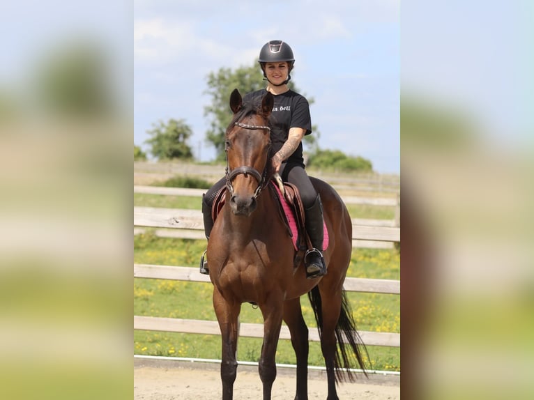 Irish Sport Horse Stute 6 Jahre 170 cm Brauner in Pepingen