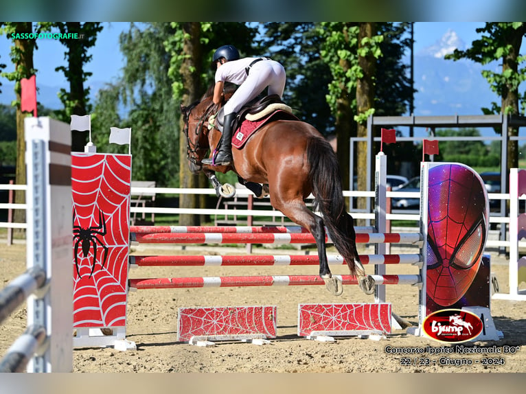 Irish Sport Horse Stute 6 Jahre 170 cm Rotbrauner in Avigliana