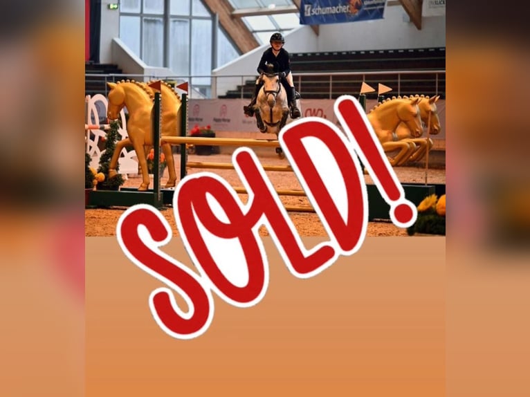 Irish Sport Horse Stute 7 Jahre 147 cm Apfelschimmel in Limburg an der Lahn