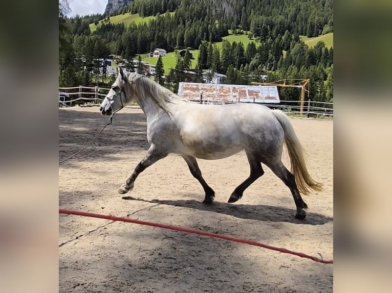 Irish Sport Horse Mix Stute 7 Jahre 147 cm Fliegenschimmel in Badia