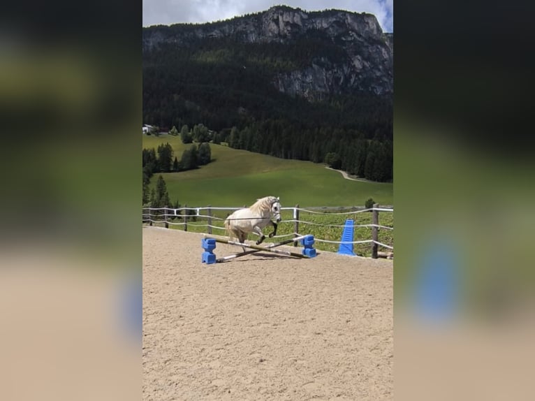 Irish Sport Horse Mix Stute 7 Jahre 147 cm Fliegenschimmel in Badia